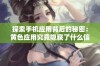 探索手机应用背后的秘密：黄色应用究竟隐藏了什么信息